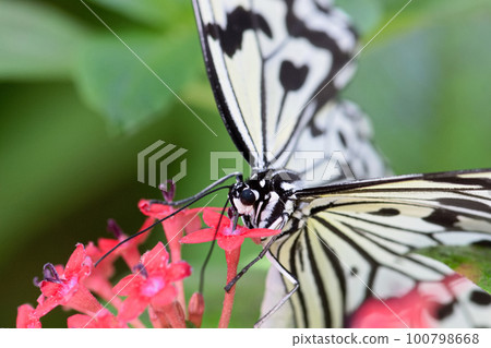butterfly sucking nectar 100798668