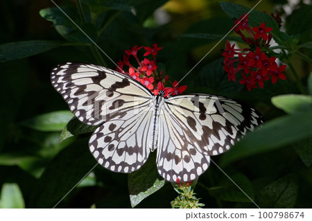 butterfly sucking nectar butterfly sucking nectar 100798674