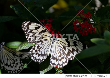butterfly sucking nectar butterfly sucking nectar 100798675
