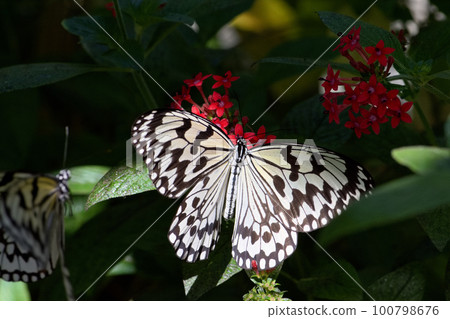 butterfly sucking nectar butterfly sucking nectar 100798676