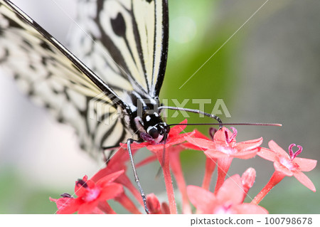 butterfly sucking nectar butterfly sucking nectar 100798678
