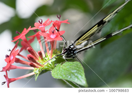 butterfly sucking nectar 100798683
