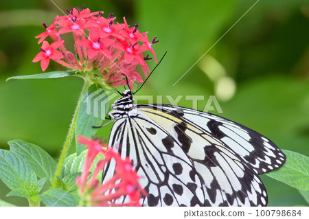 蝴蝶吸食花蜜 蝴蝶吸食花蜜 100798684