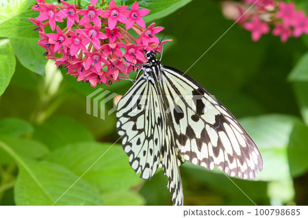 butterfly sucking nectar 100798685