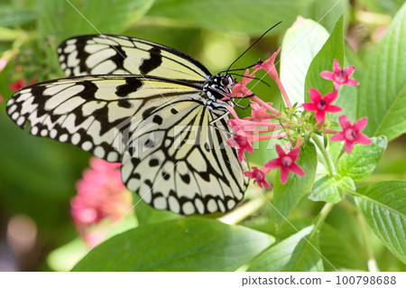butterfly sucking nectar butterfly sucking nectar 100798688