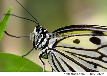 Great white butterfly Great white butterfly 100798694