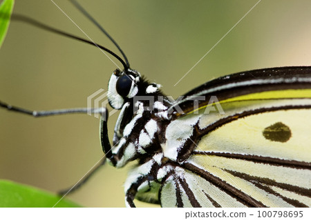 Great white butterfly Great white butterfly 100798695