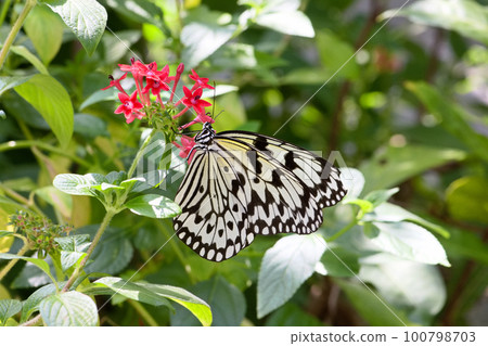 蝴蝶吸食花蜜 100798703