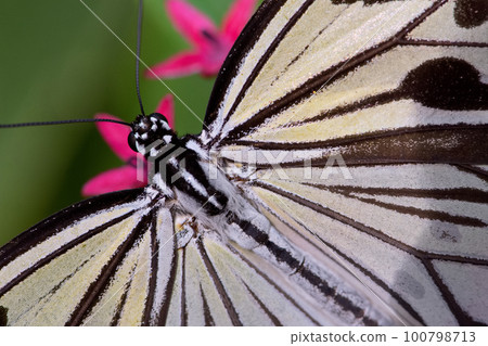 butterfly sucking nectar 100798713