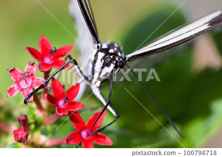 butterfly sucking nectar butterfly sucking nectar 100798718