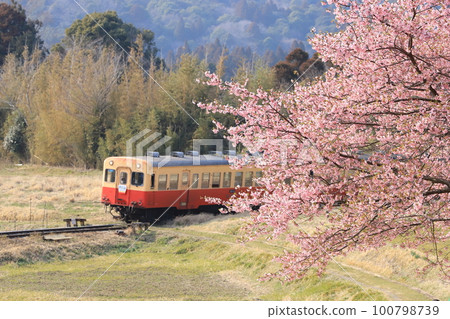 Kominato Railway "Kawazu cherry blossoms in full bloom and a nostalgic train in the background" 100798739