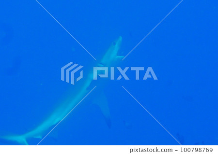 Scuba diving at German chanel with Manta ray in Palau. Diving on the reefs of the Palau archipelago. Scuba diving at German chanel with Manta ray in Palau. Diving on the reefs of the Palau archipelago. 100798769