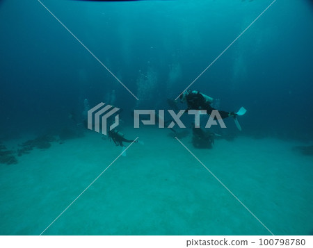 Scuba diving at German chanel with Manta ray in Palau. Diving on the reefs of the Palau archipelago. 100798780