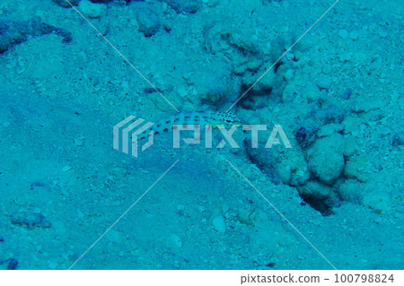 Scuba diving at German chanel with Manta ray in Palau. Diving on the reefs of the Palau archipelago. Scuba diving at German chanel with Manta ray in Palau. Diving on the reefs of the Palau archipelago. 100798824