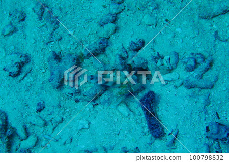 Scuba diving at German chanel with Manta ray in Palau. Diving on the reefs of the Palau archipelago. 100798832