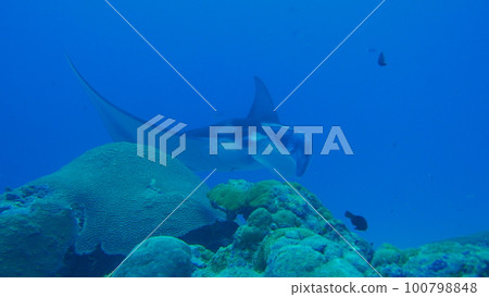 Scuba diving at German chanel with Manta ray in Palau. Diving on the reefs of the Palau archipelago. Scuba diving at German chanel with Manta ray in Palau. Diving on the reefs of the Palau archipelago. 100798848
