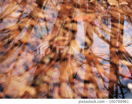 Trees reflected in fallen leaves on the bottom of the water 100798961