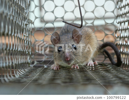 Rat in cage mousetrap, Mouse finding a way out of being confined, Trapping and removal of rodents that cause dirt and may be carriers of disease, Mice try to find freedom 100799122