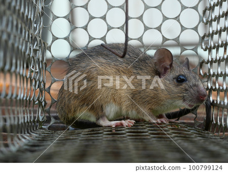 Rat in cage mousetrap, Mouse finding a way out of being confined, Trapping and removal of rodents that cause dirt and may be carriers of disease, Mice try to find freedom 100799124