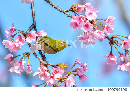 White-eye and cherry 100799198