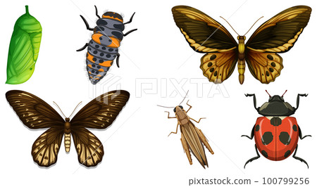 Collection of different insects vector Collection of different insects vector 100799256