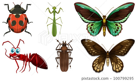 Collection of different insects vector Collection of different insects vector 100799295
