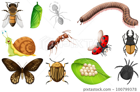Different kinds of insects collection 100799378