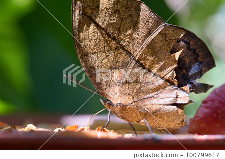 枯葉蝶 100799617