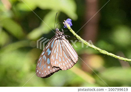 蝴蝶吸食花蜜 100799619