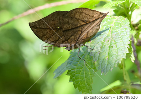 Dead leaf butterfly 100799620