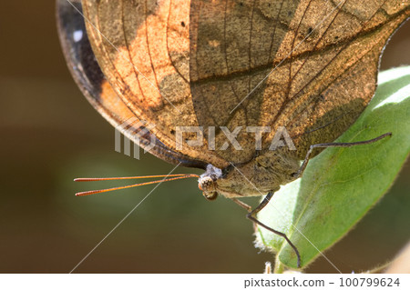 Dead leaf butterfly Dead leaf butterfly 100799624