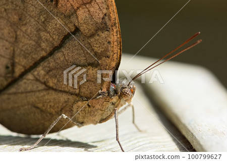 Dead leaf butterfly Dead leaf butterfly 100799627
