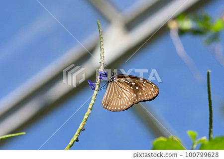 butterfly sucking nectar butterfly sucking nectar 100799628