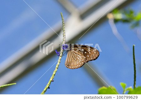 butterfly sucking nectar butterfly sucking nectar 100799629