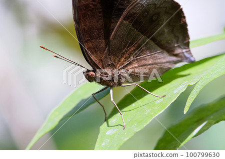 Dead leaf butterfly Dead leaf butterfly 100799630