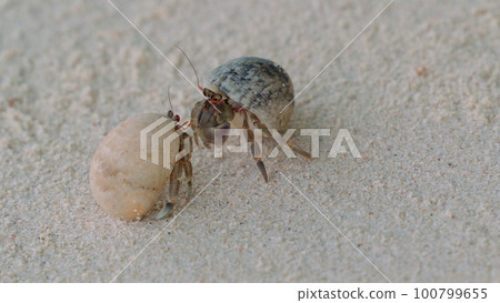 Close-up of two small arthropod mollusks actively communicating with each other 100799655