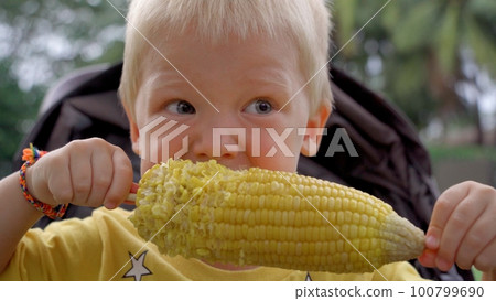 Little blond boy holds in his hands a large cob of boiled corn and eat it. 100799690