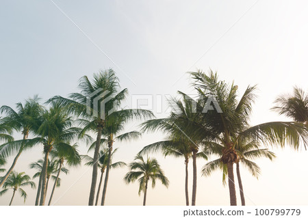 Coconut Palm Trees Bottom Up View in Backlit Coconut Palm Trees Bottom Up View in Backlit 100799779