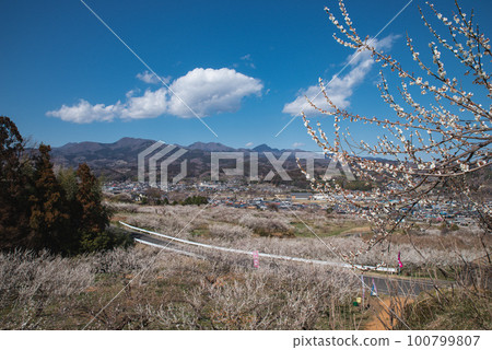 群馬三大梅林：榛名梅林 100799807