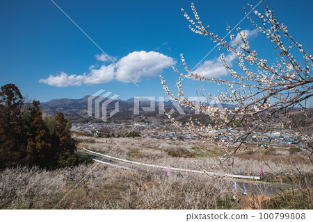 Gunma Three Great Plum Groves: Haruna Plum Grove Gunma Three Great Plum Groves: Haruna Plum Grove 100799808