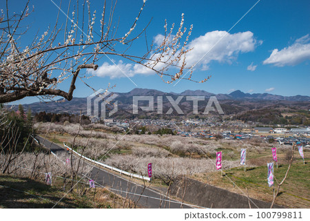Gunma Three Great Plum Groves: Haruna Plum Grove 100799811