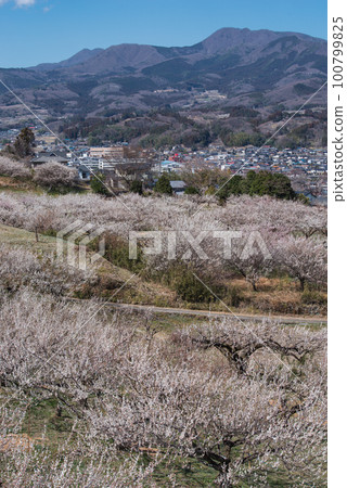 Gunma Three Great Plum Groves: Haruna Plum Grove 100799825