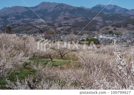 群馬三大梅林：榛名梅林 100799827