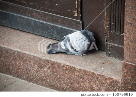 Closeup of pigeon near a wooden door in the street by winter Closeup of pigeon near a wooden door in the street by winter 100799919