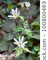 Yukiwariichige 100800469