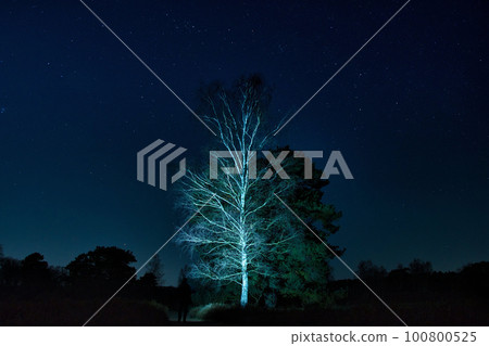 Lighted birch tree in the Westrup heath at night near Haltern am See, Germany Lighted birch tree in the Westrup heath at night near Haltern am See, Germany 100800525