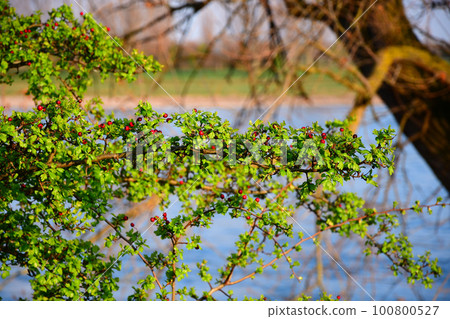 Berries on a green branch near the Rhine Rhiver in Duesseldorf, Germany 100800527