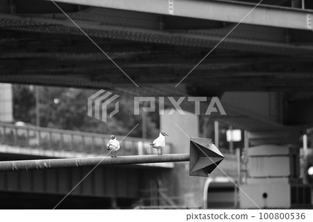 Closeup shot of two seagulls on a steel pole above the river Maas in Venlo, Netherlands Closeup shot of two seagulls on a steel pole above the river Maas in Venlo, Netherlands 100800536