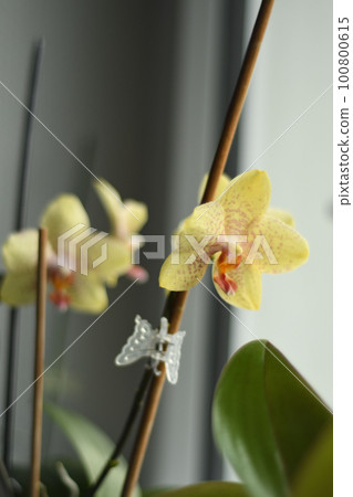 Vertical shot of a yellow-red speckled orchid on windowsill 100800615
