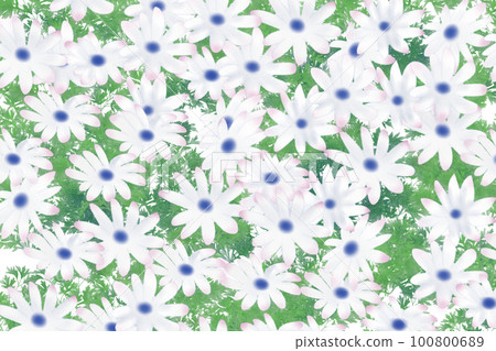 Dimorphotheca, African goldenrod flower card, white flowers Dimorphotheca, African goldenrod flower card, white flowers 100800689